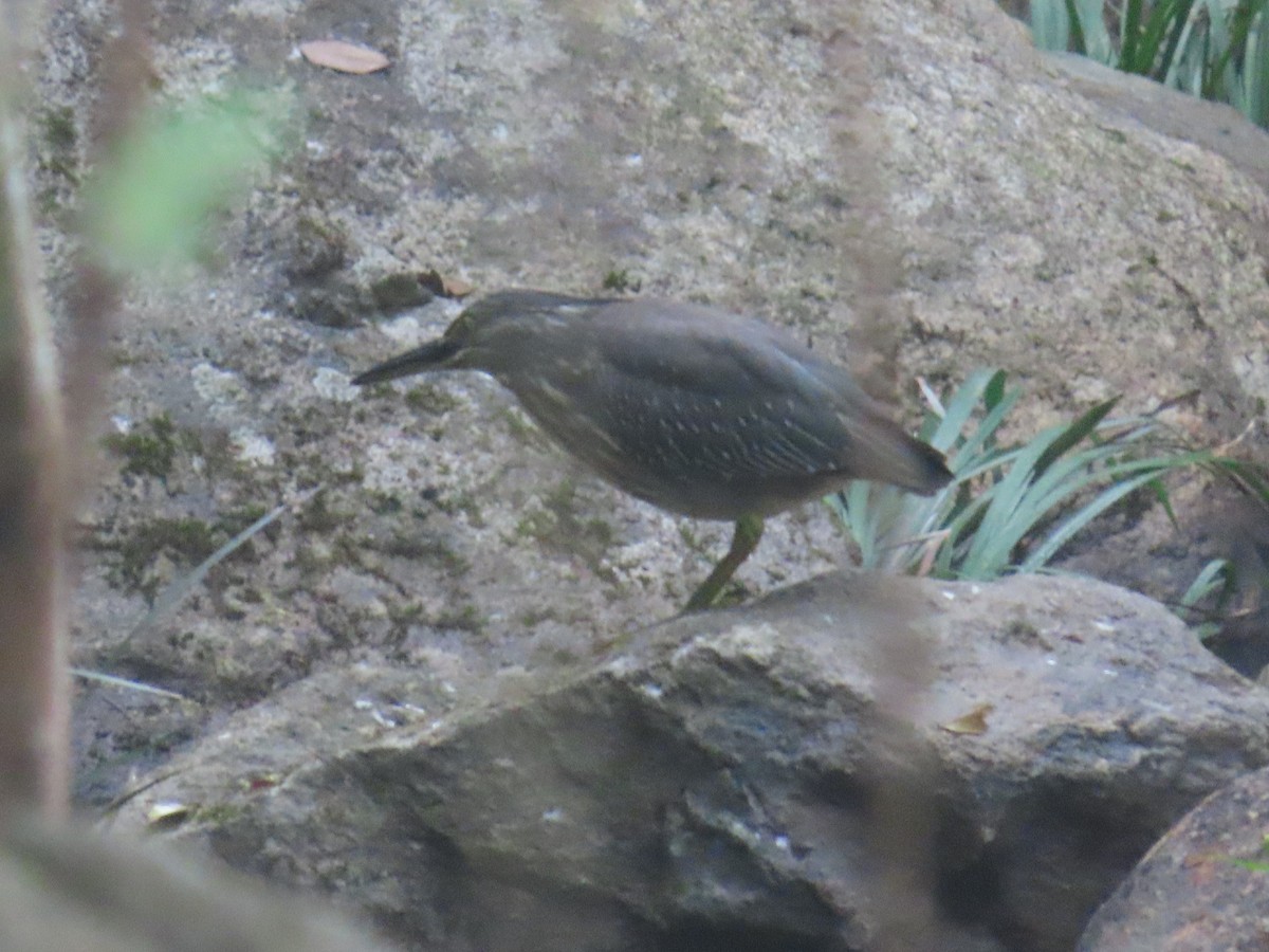 Little Heron - ML647126134