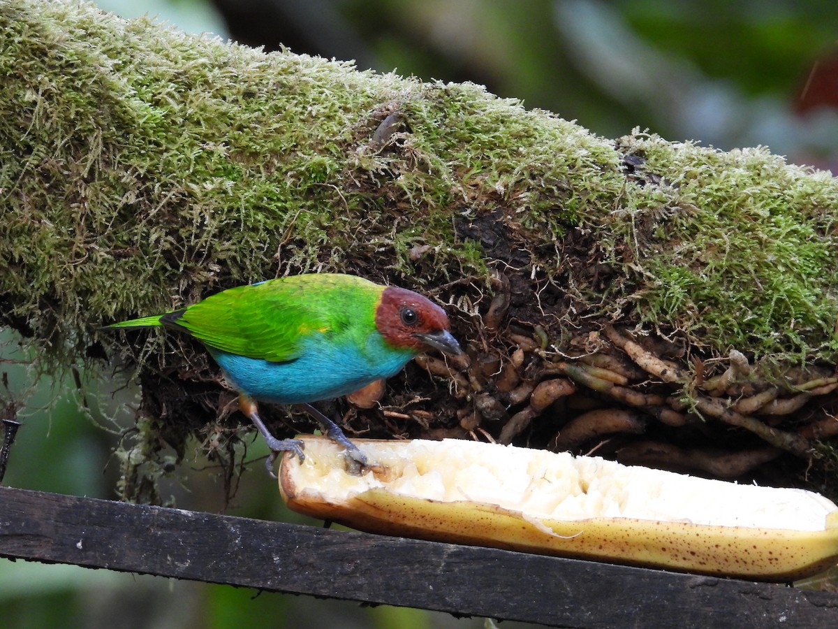 Bay-headed Tanager - ML647126135