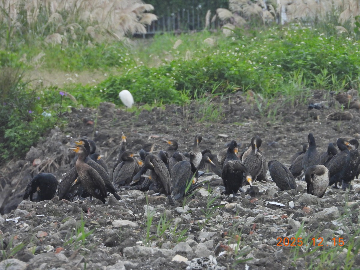 קורמורן גדול - ML647126142