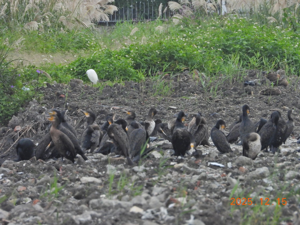 קורמורן גדול - ML647126143
