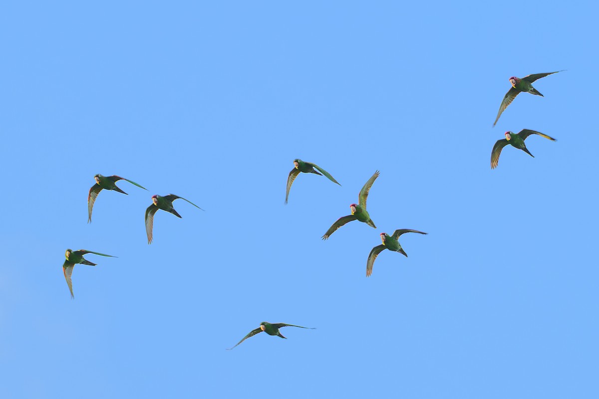 Mitred Parakeet - ML647126152