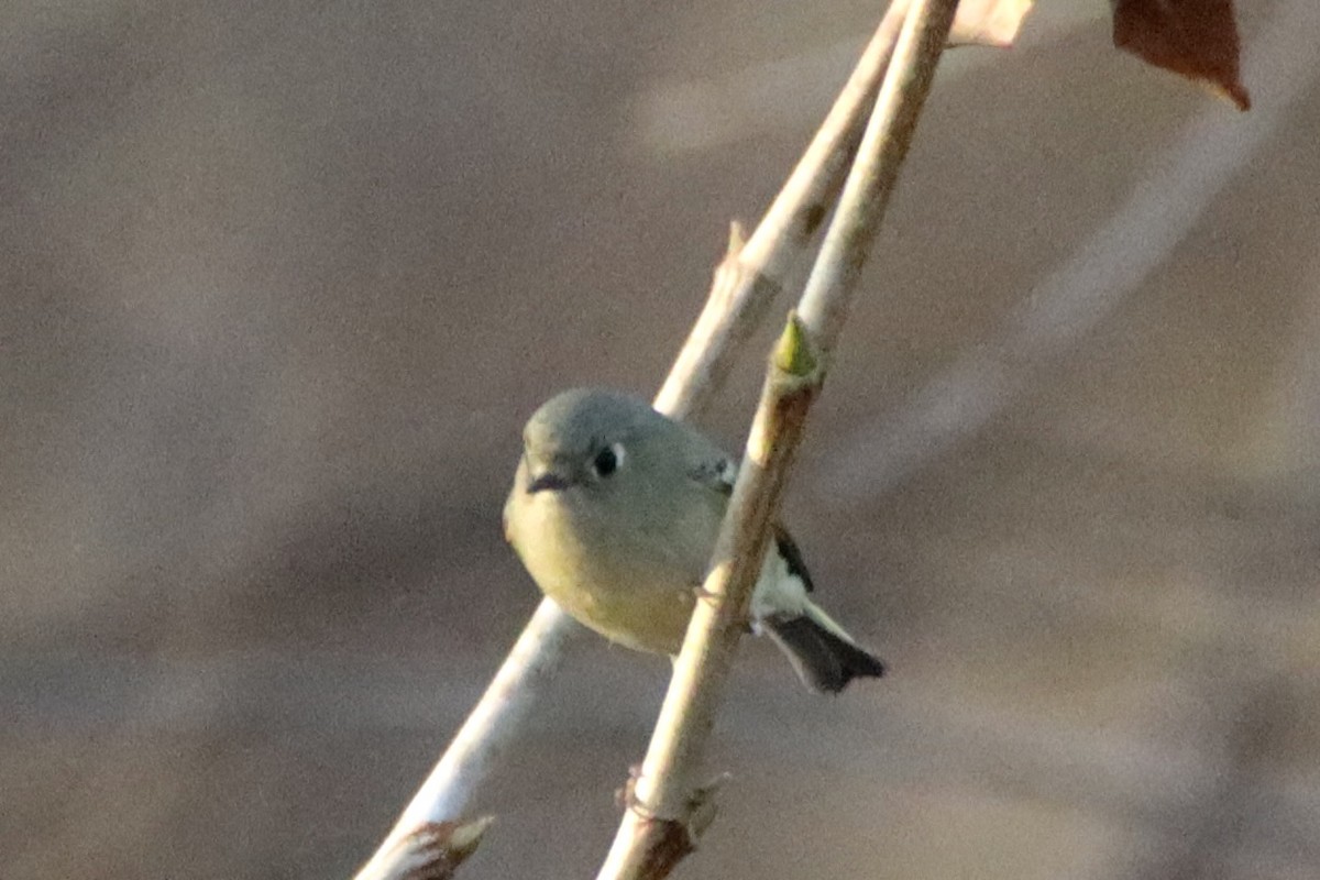 Ruby-crowned Kinglet - ML647126157