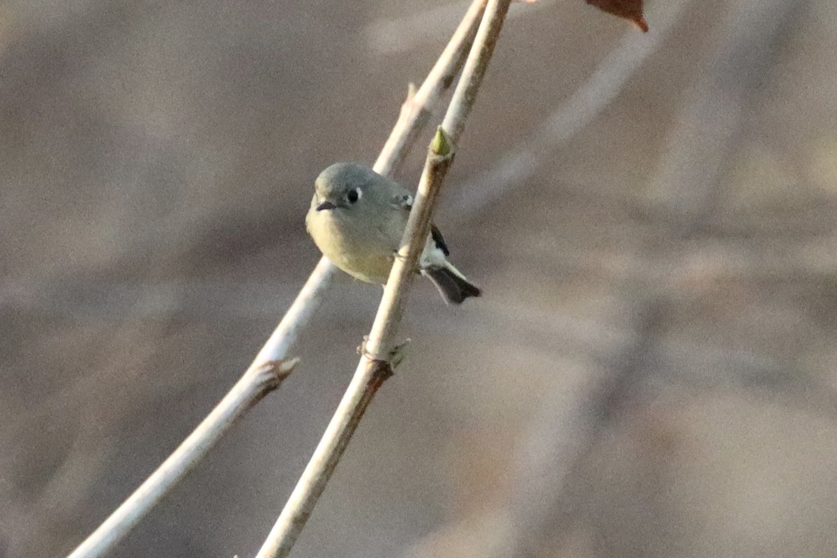 Ruby-crowned Kinglet - ML647126158