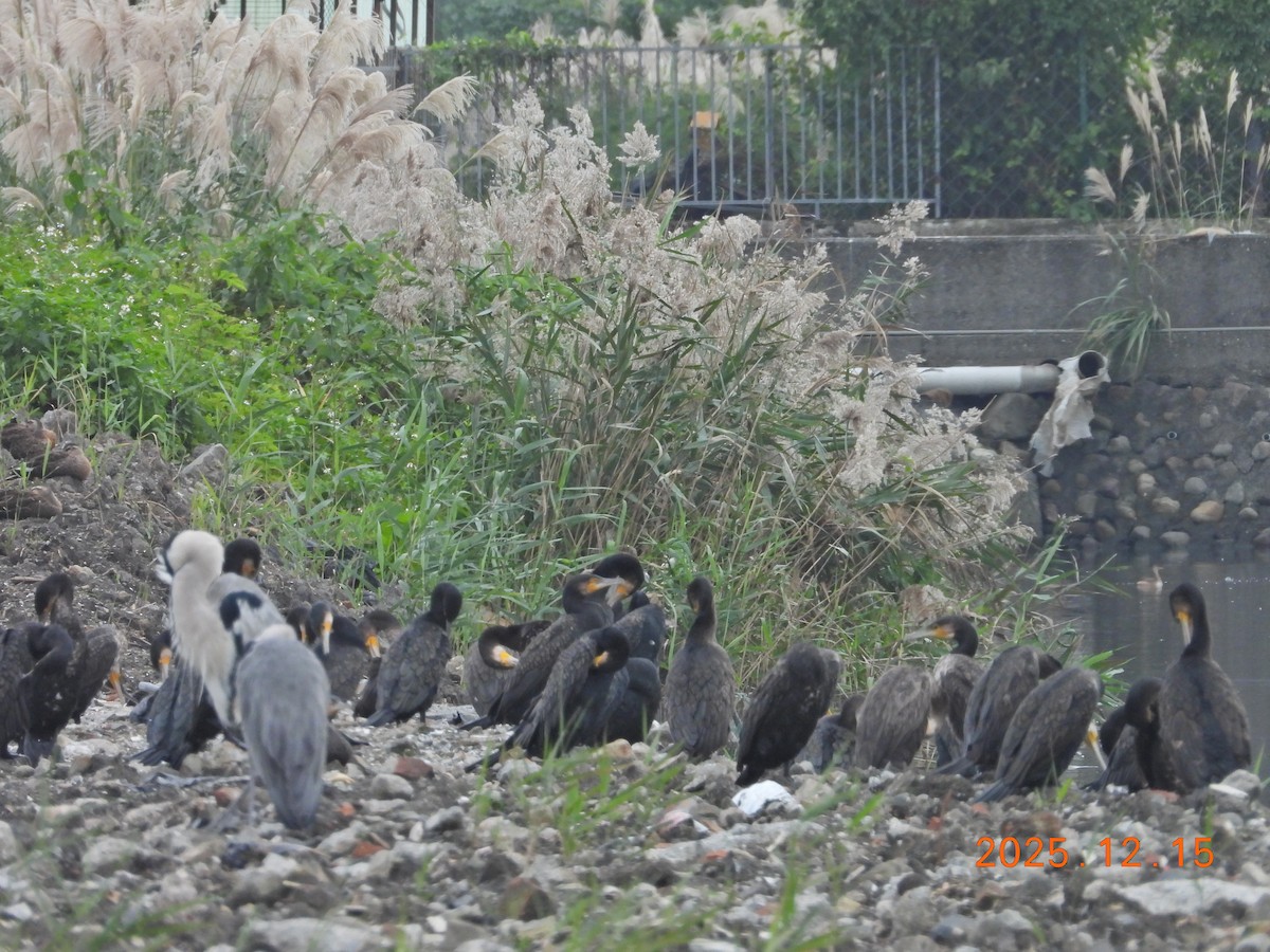 אנפת לילה - ML647126160
