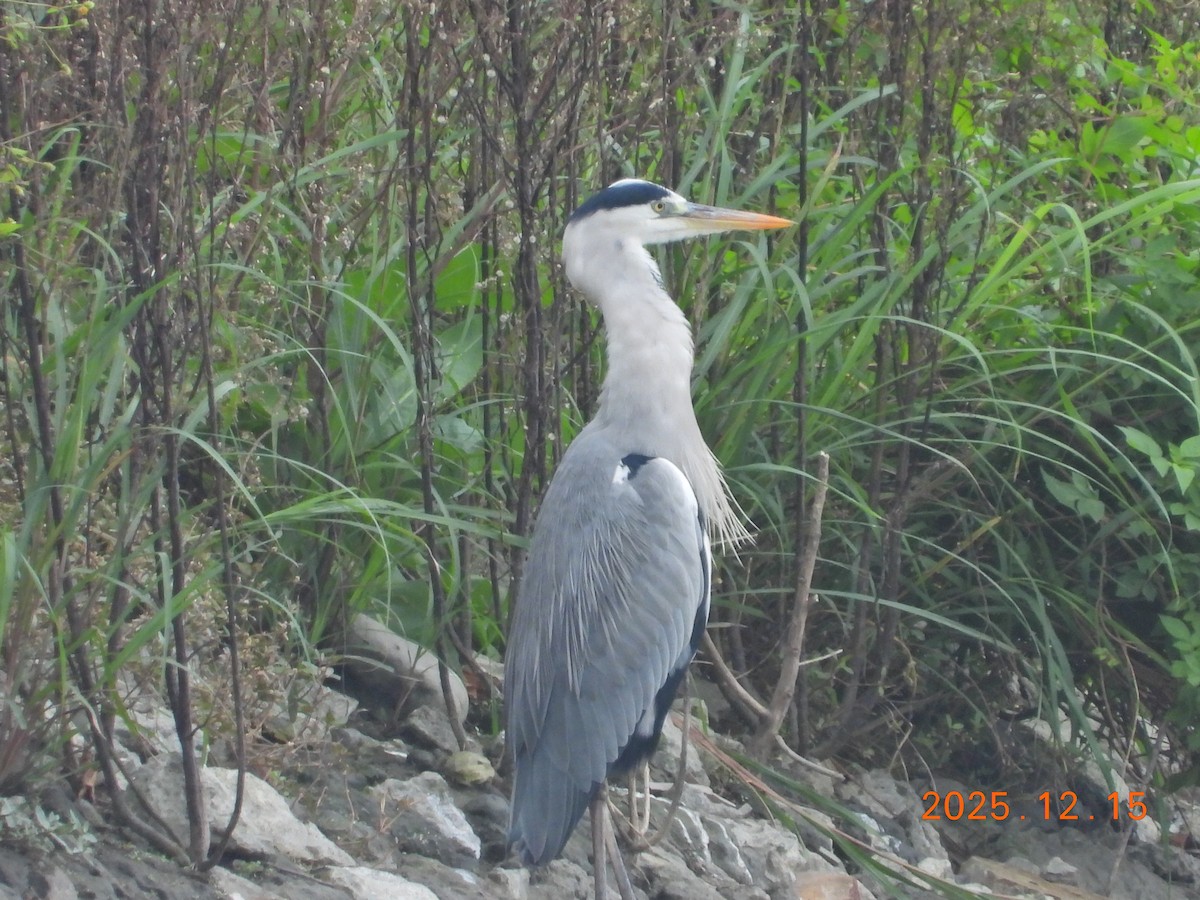 אנפה אפורה - ML647126164