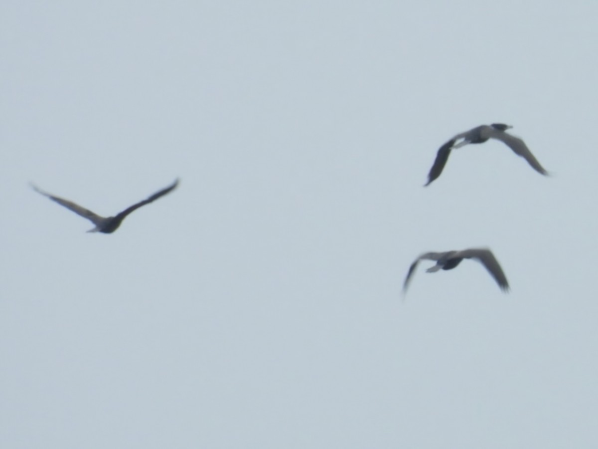 Neotropic Cormorant - ML647126171