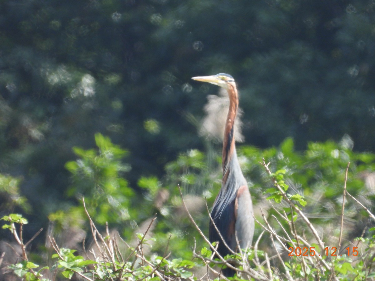 אנפה ארגמנית - ML647126173