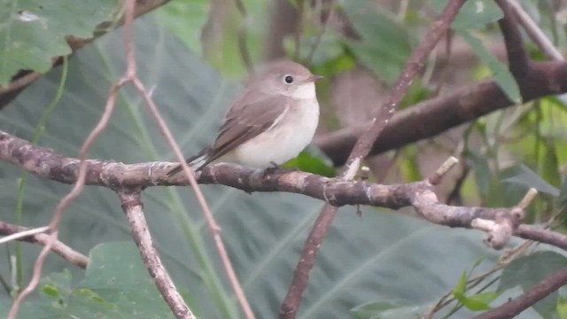 Малая мухоловка - ML647126180