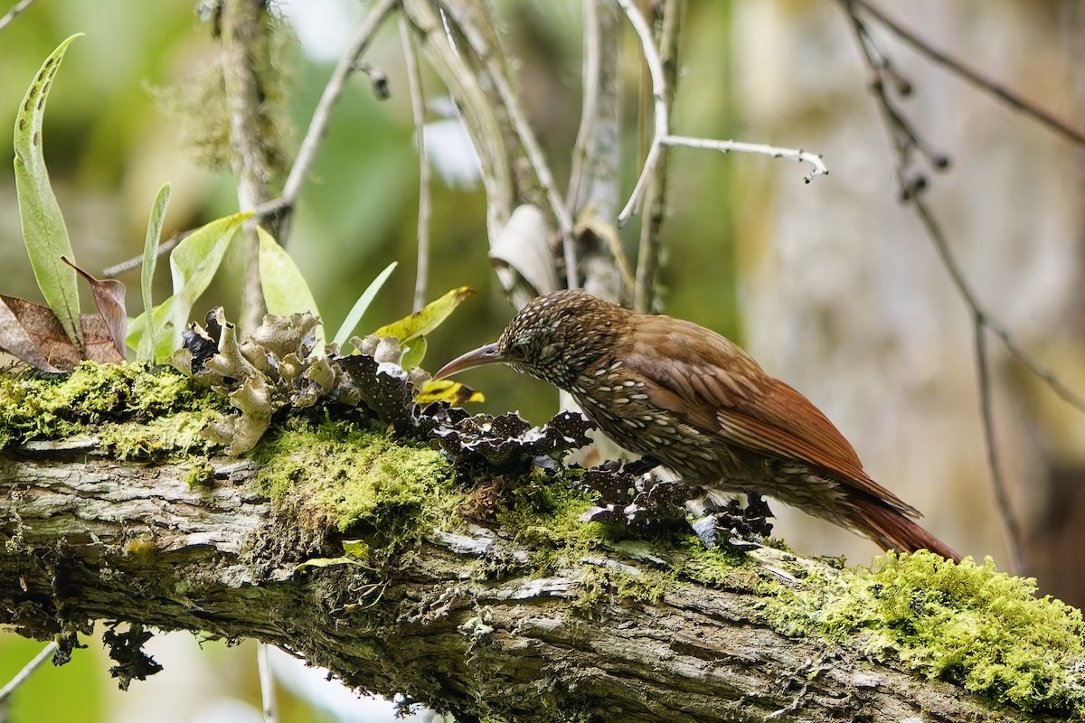 Dağ Tırmaşık - ML647126186