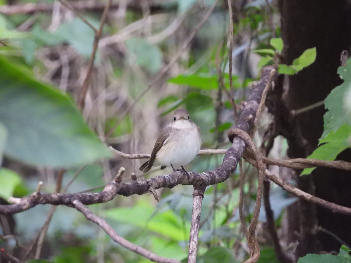 Red-breasted Flycatcher - ML647126190
