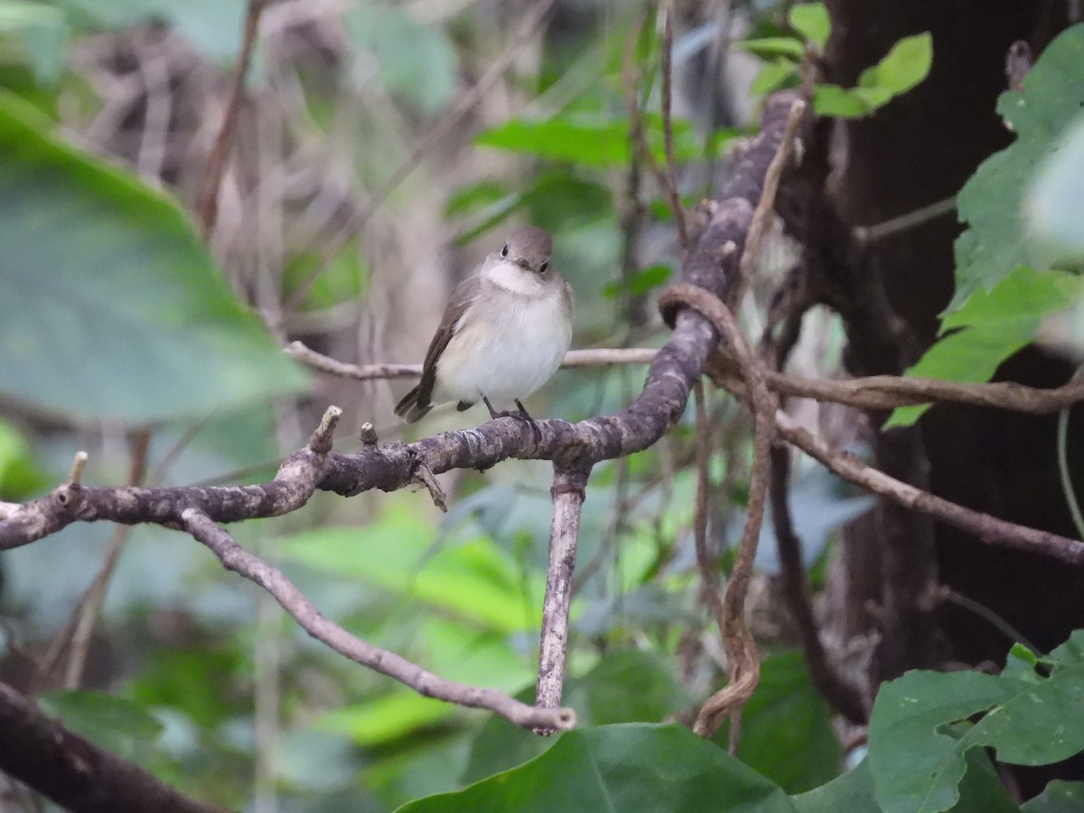 Red-breasted Flycatcher - ML647126191