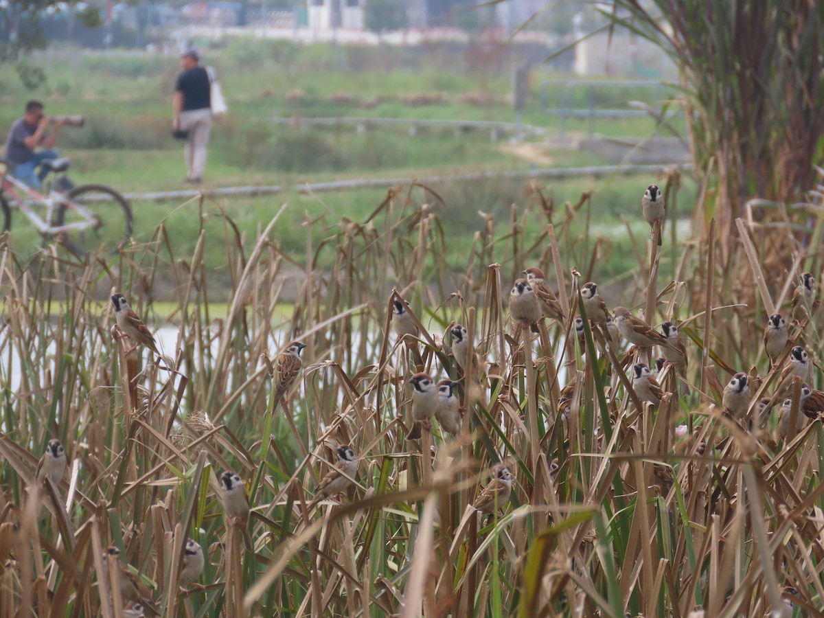 Eurasian Tree Sparrow - ML647126207