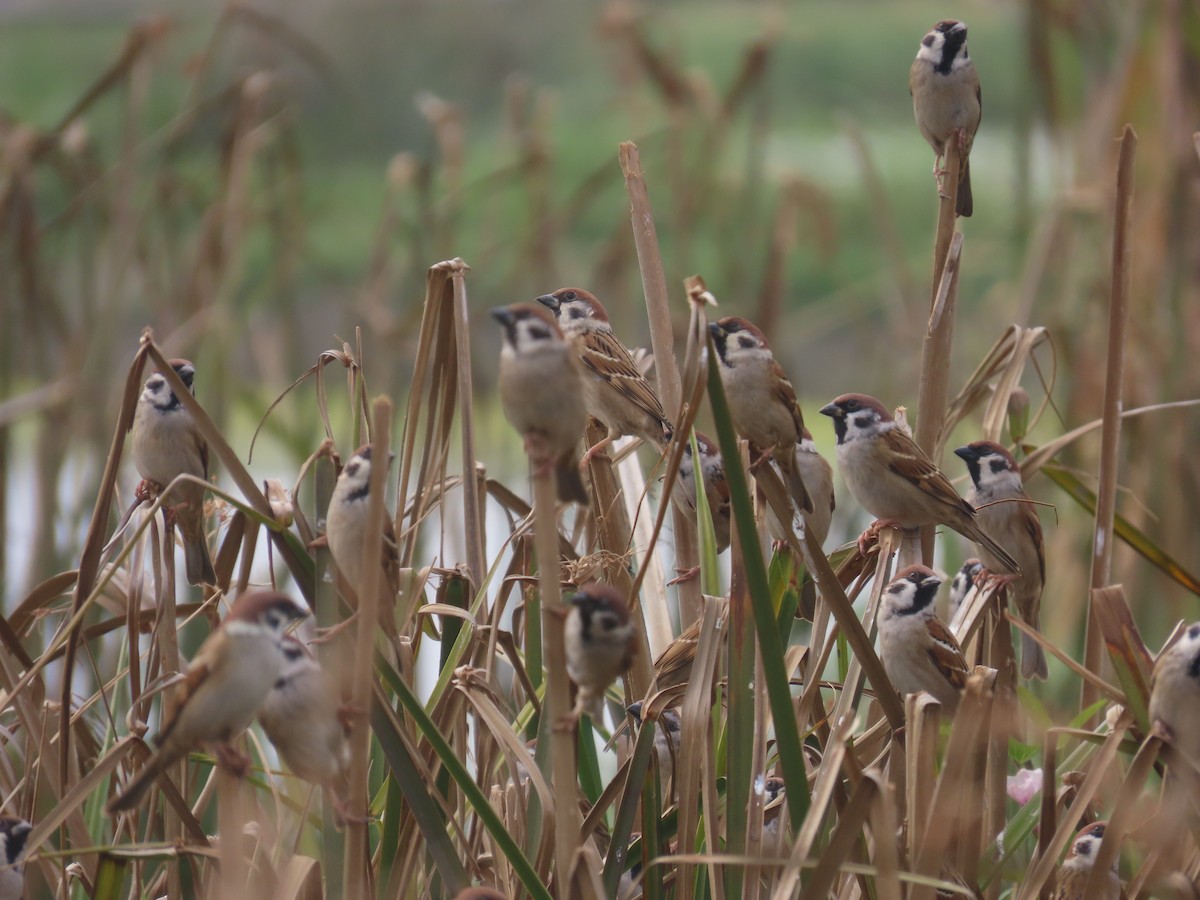 Eurasian Tree Sparrow - ML647126208