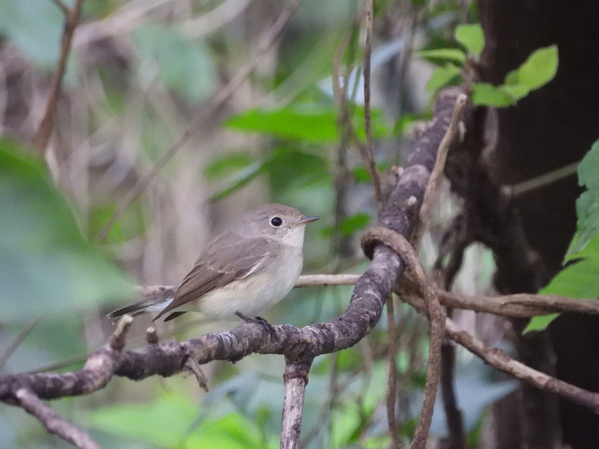 Red-breasted Flycatcher - ML647126209