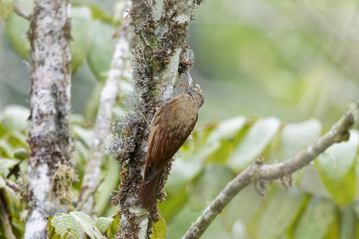 Dağ Tırmaşık - ML647126210