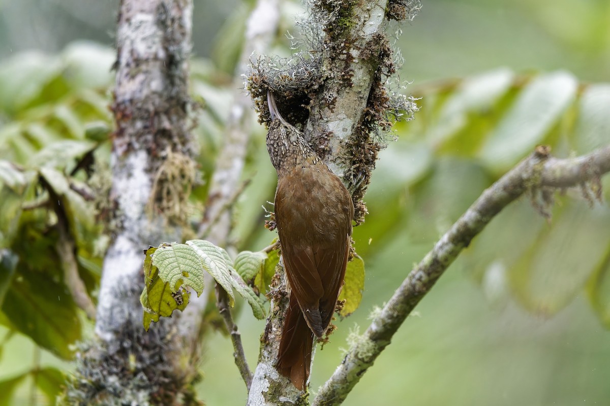 Dağ Tırmaşık - ML647126211