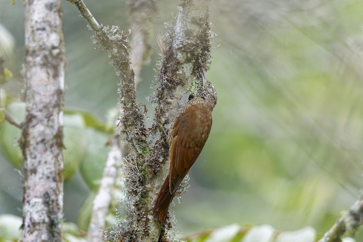 Dağ Tırmaşık - ML647126215