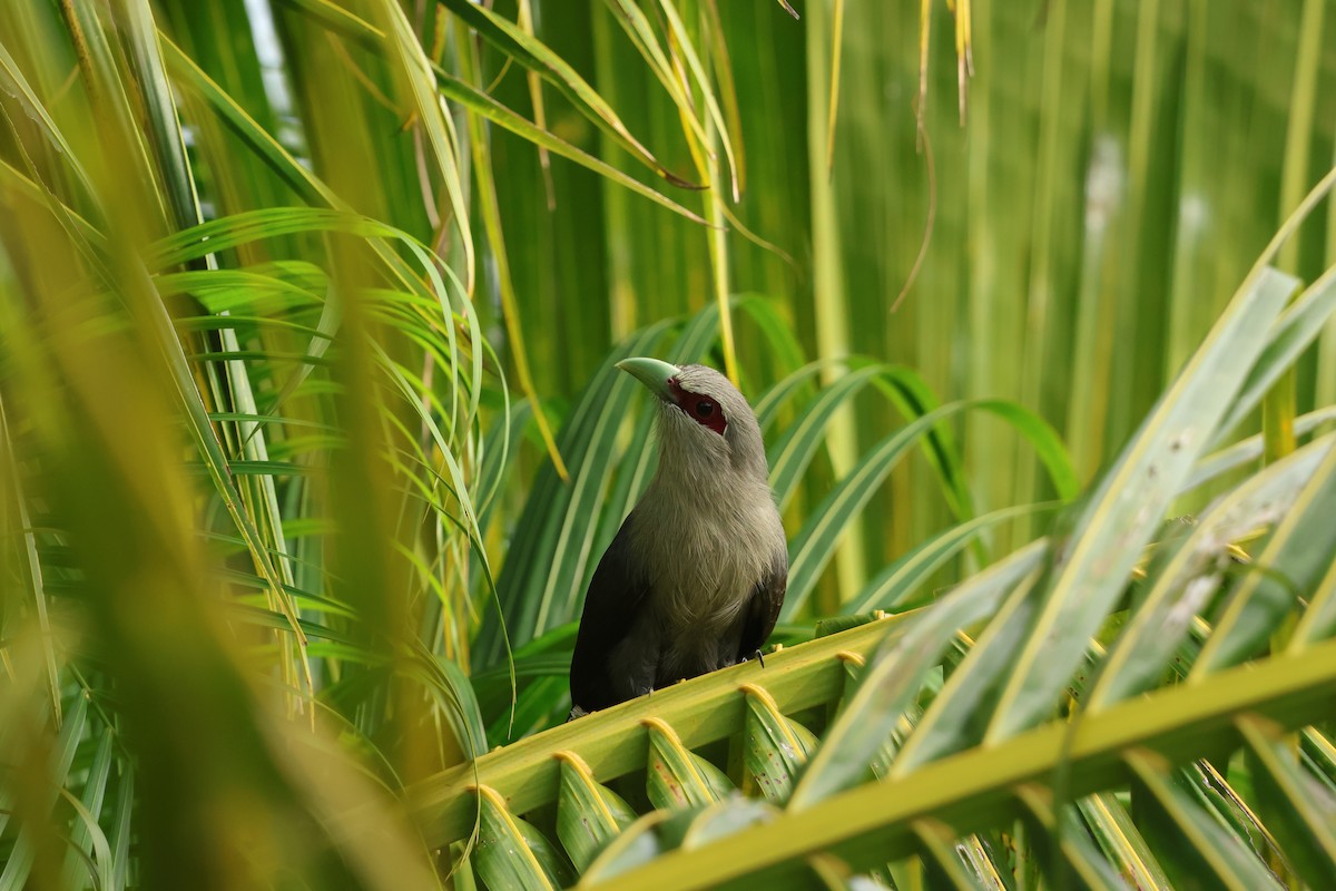 Green-billed Malkoha - ML647126217