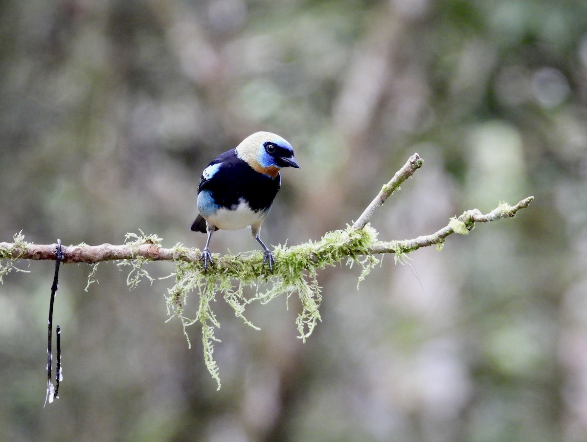 Золотистоголовая танагра - ML647126220