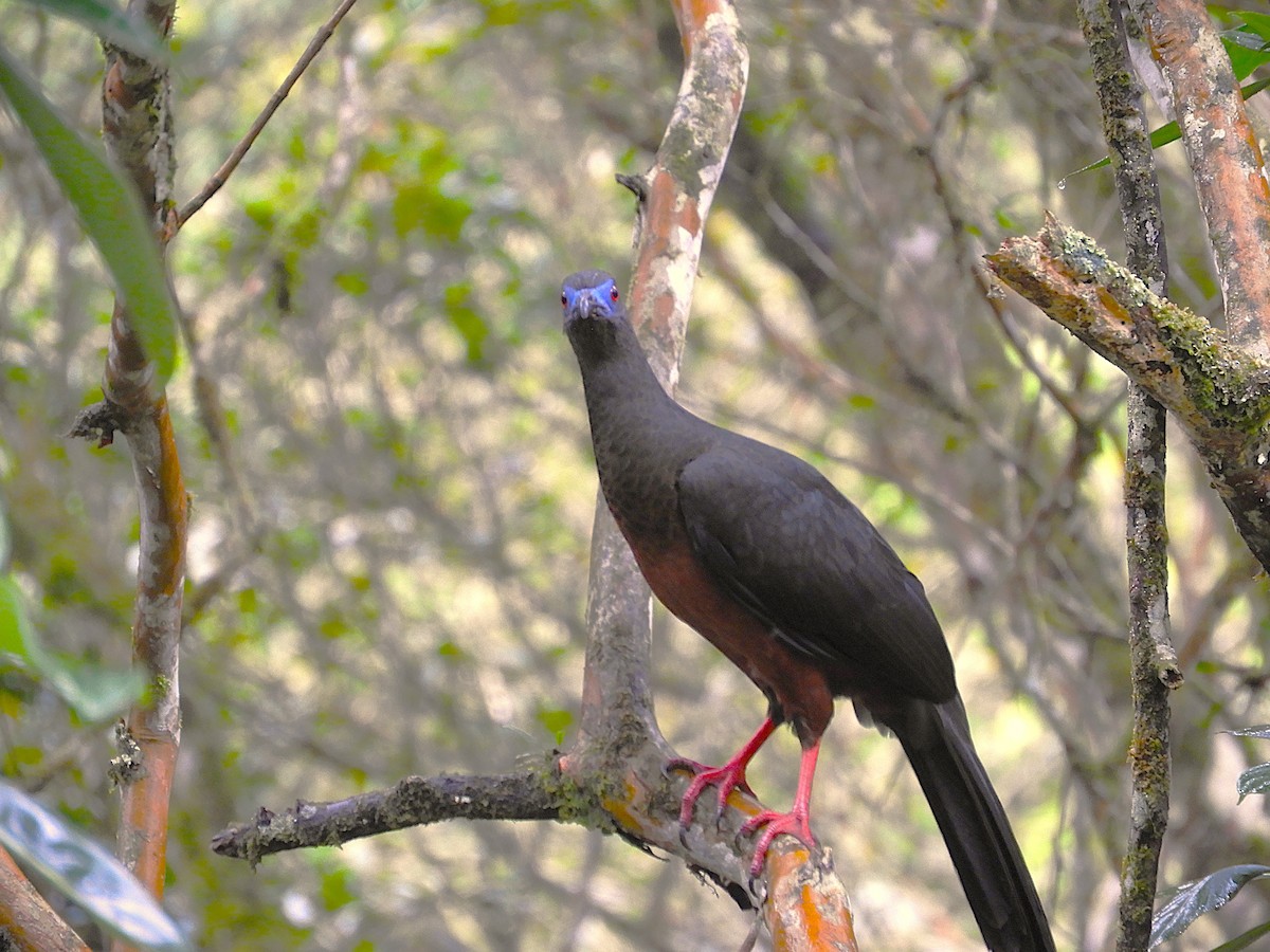 Sickle-winged Guan - ML647126224