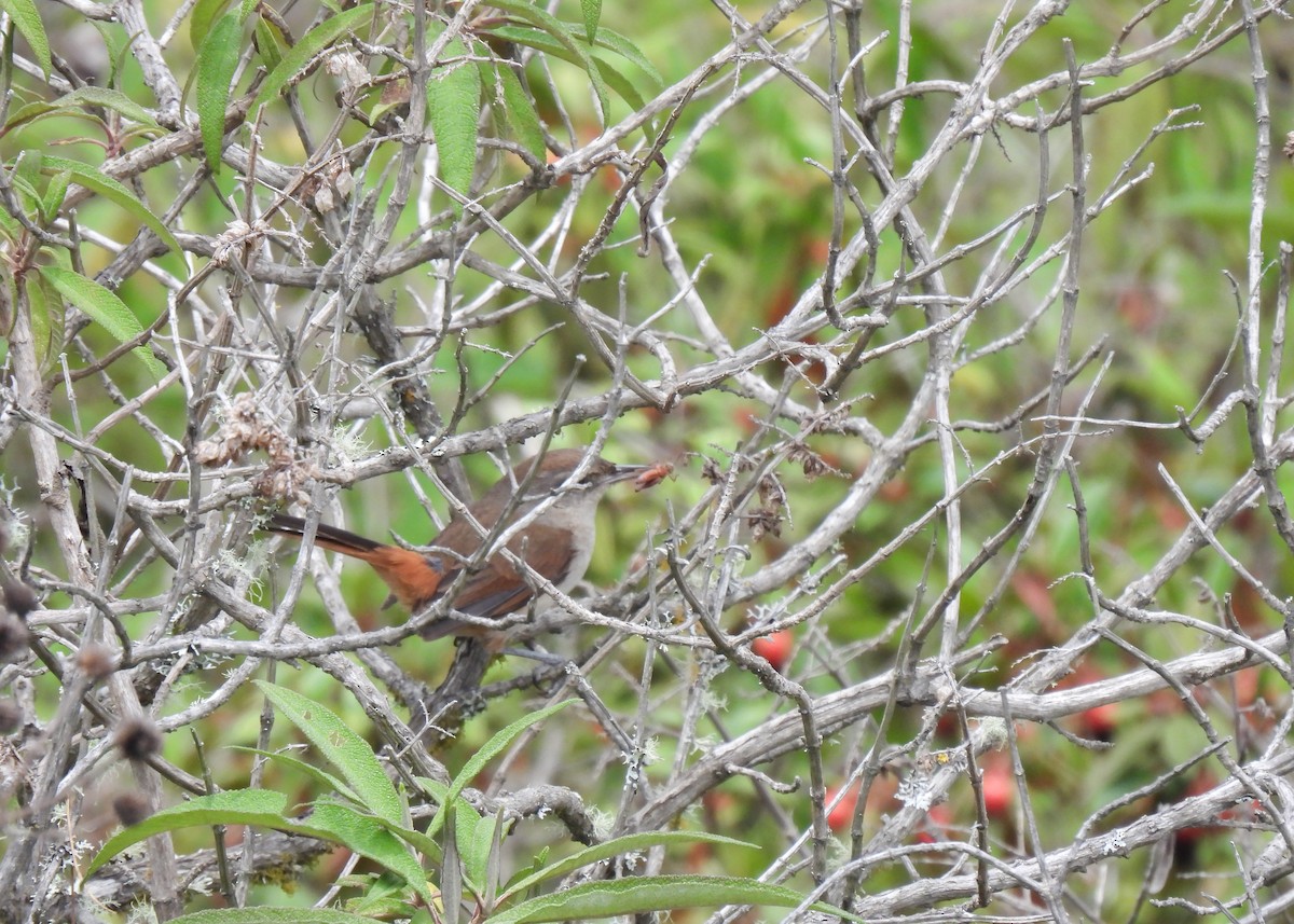 Berlepsch's Canastero - ML647126225