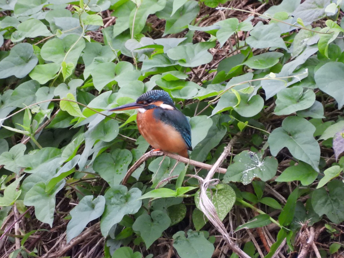 Common Kingfisher - ML647126228