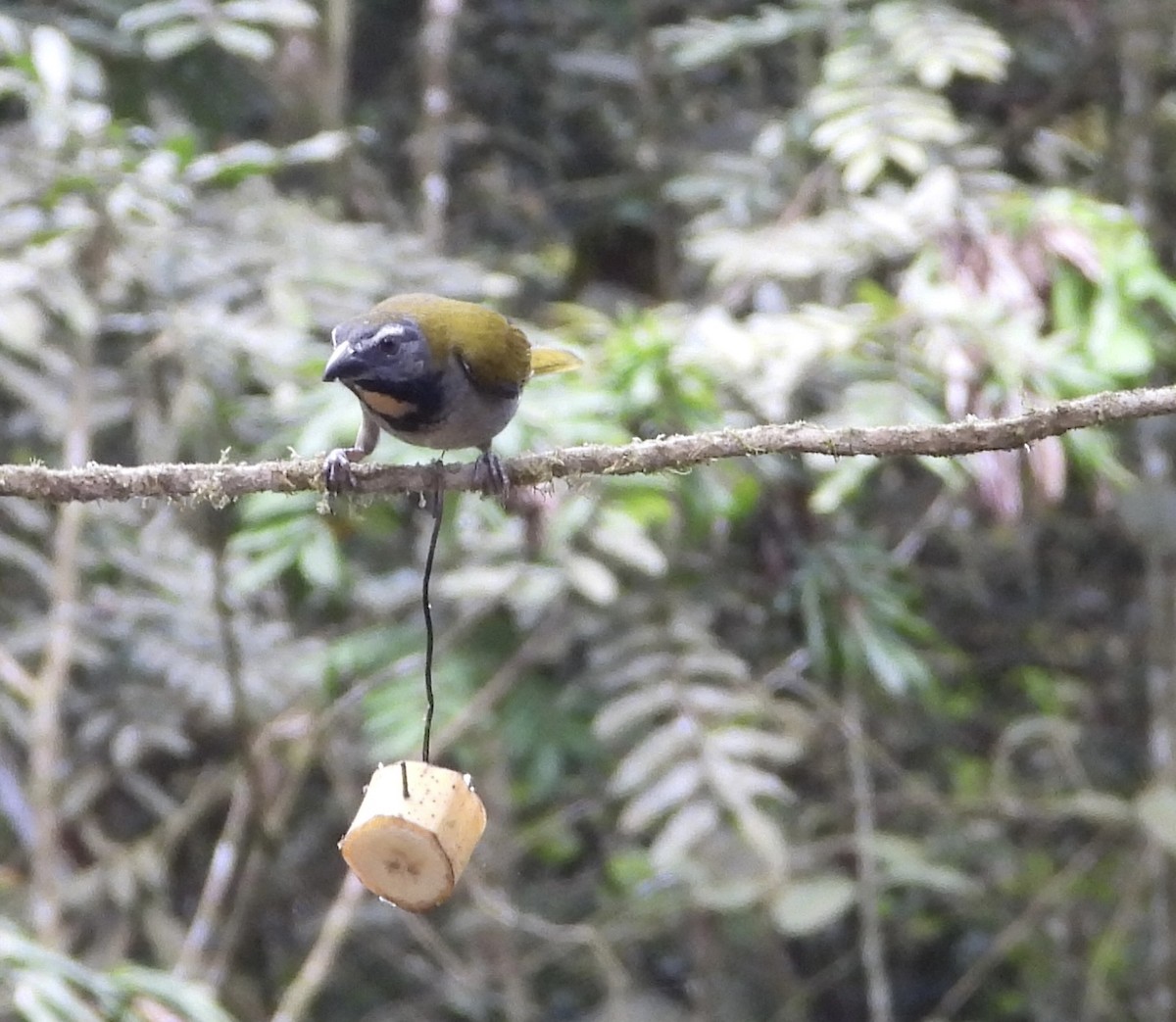 Buff-throated Saltator - ML647126229