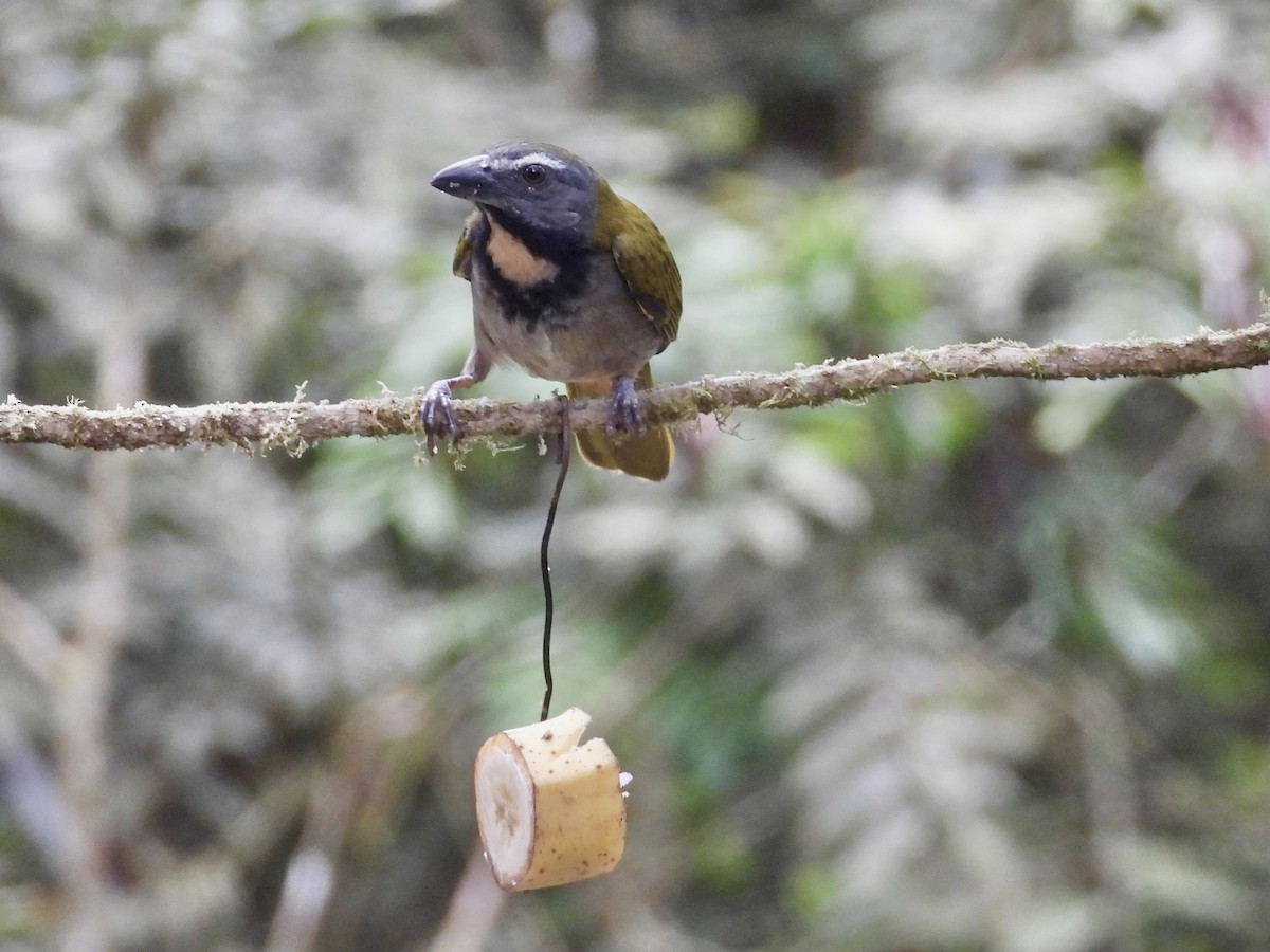 Buff-throated Saltator - ML647126230