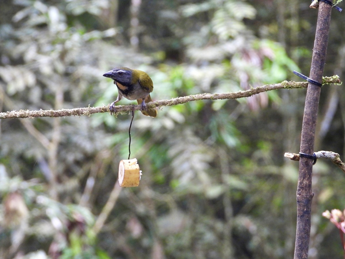 Buff-throated Saltator - ML647126231