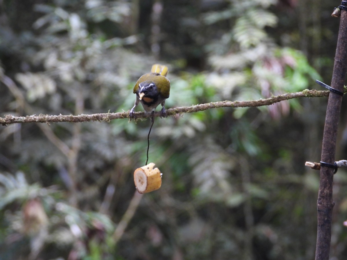 Buff-throated Saltator - ML647126232