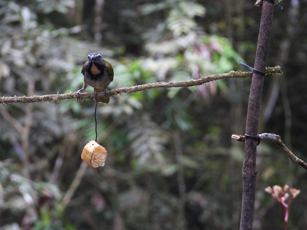 Buff-throated Saltator - ML647126233