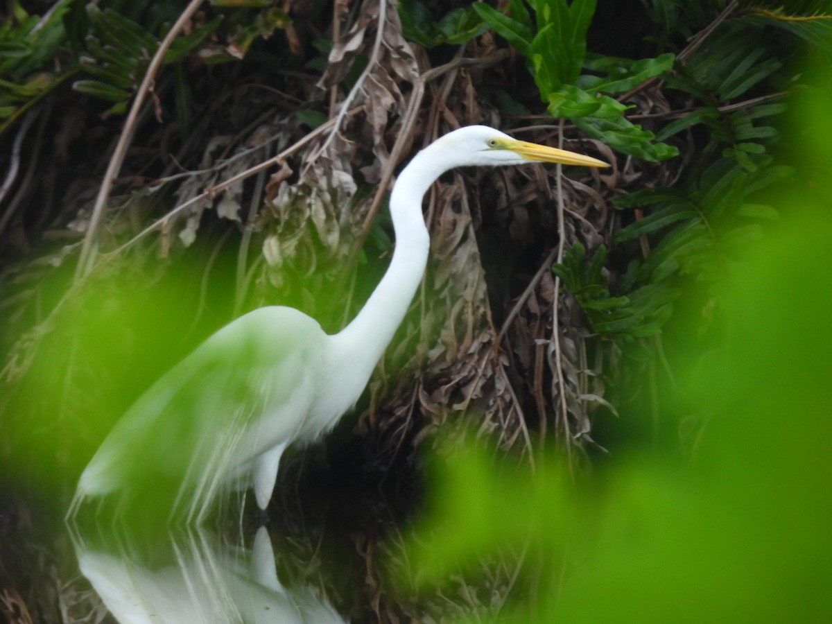 Great Egret - ML647126234