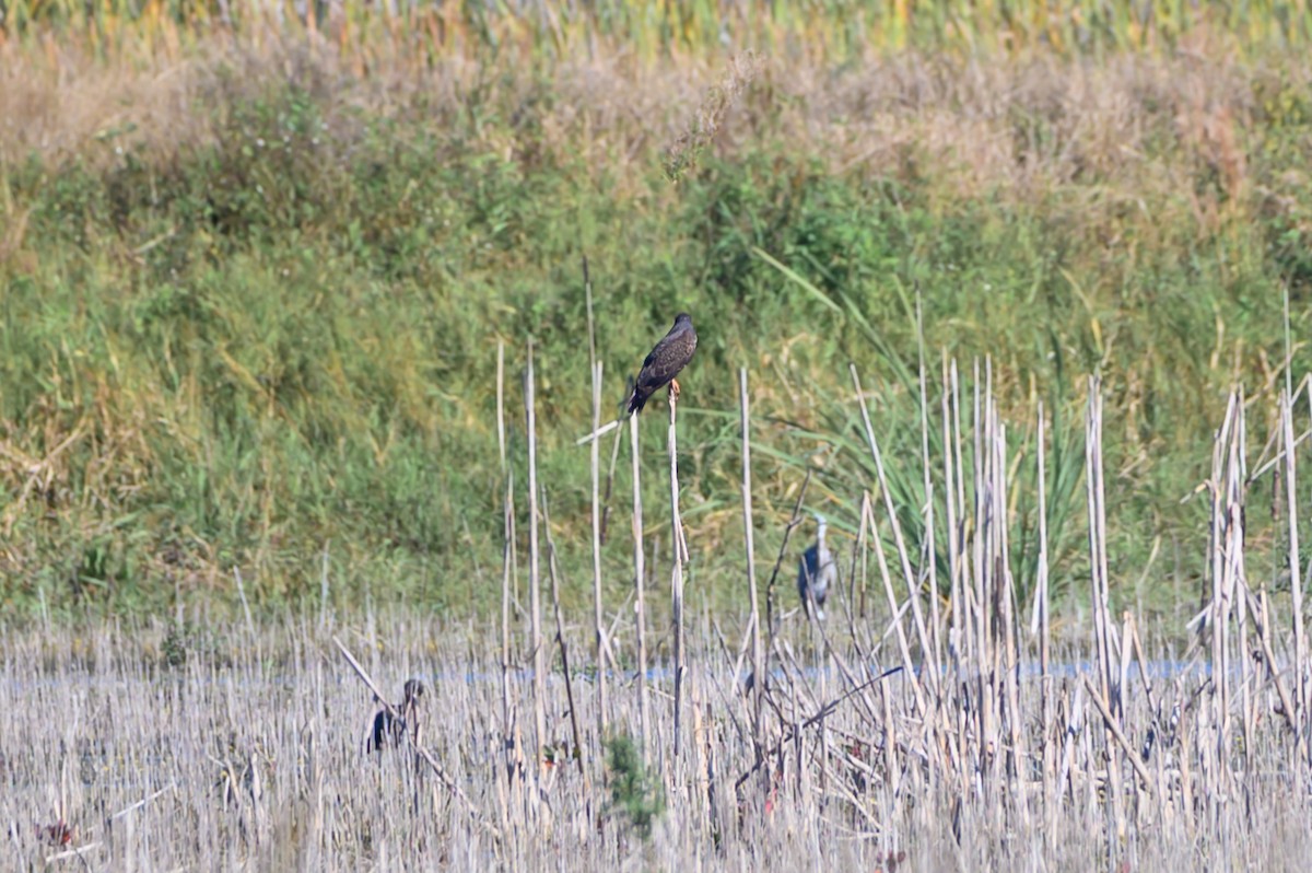 Snail Kite - ML647126235