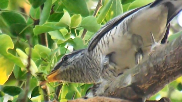 Indian/Oriental Cuckooshrike - ML647126236