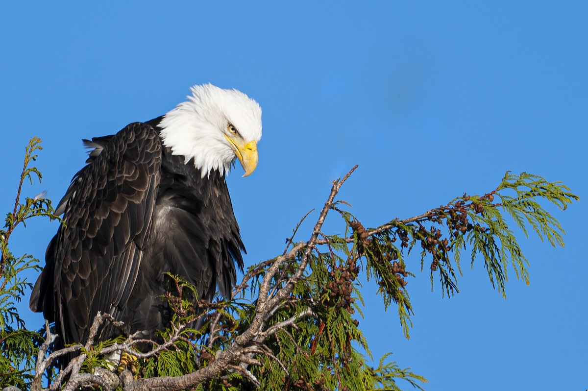 Bald Eagle - ML647126238