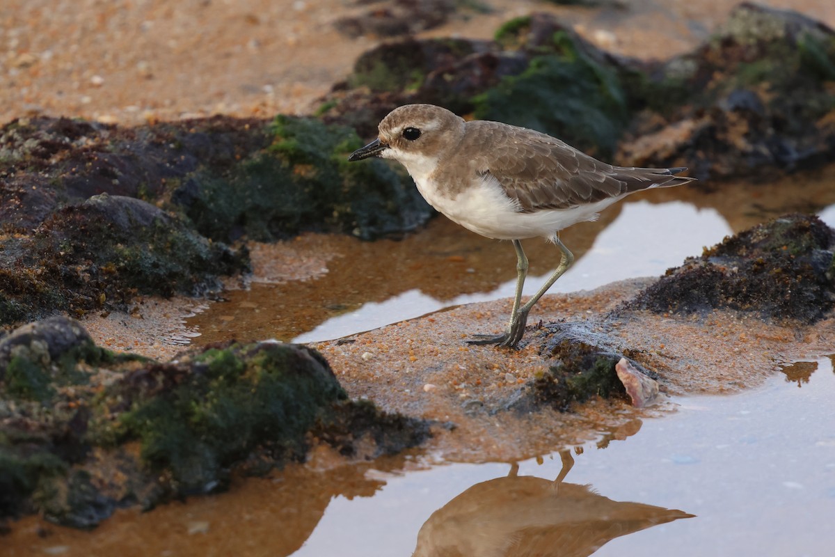 Tibetan Sand-Plover - ML647126241