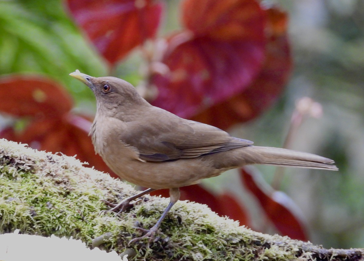 Clay-colored Thrush - ML647126242