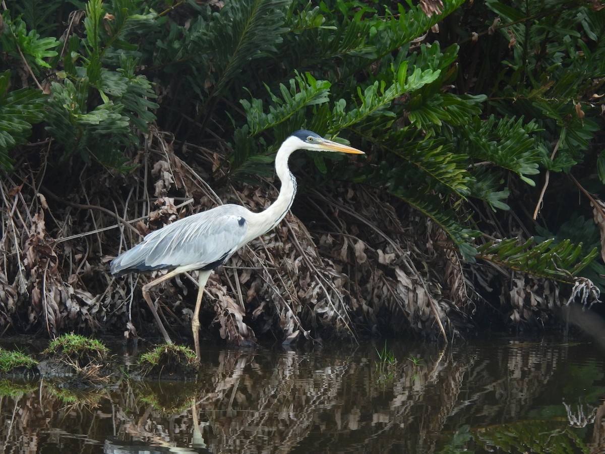 Cocoi Heron - ML647126247