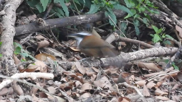 Taiwan Scimitar-Babbler - ML647126250