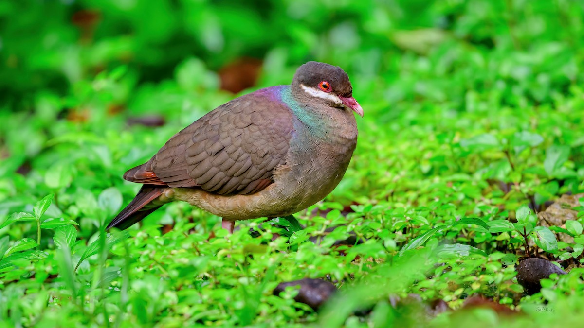 Bridled Quail-Dove - ML647126251