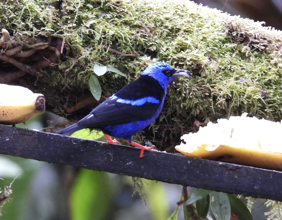 Red-legged Honeycreeper - ML647126252