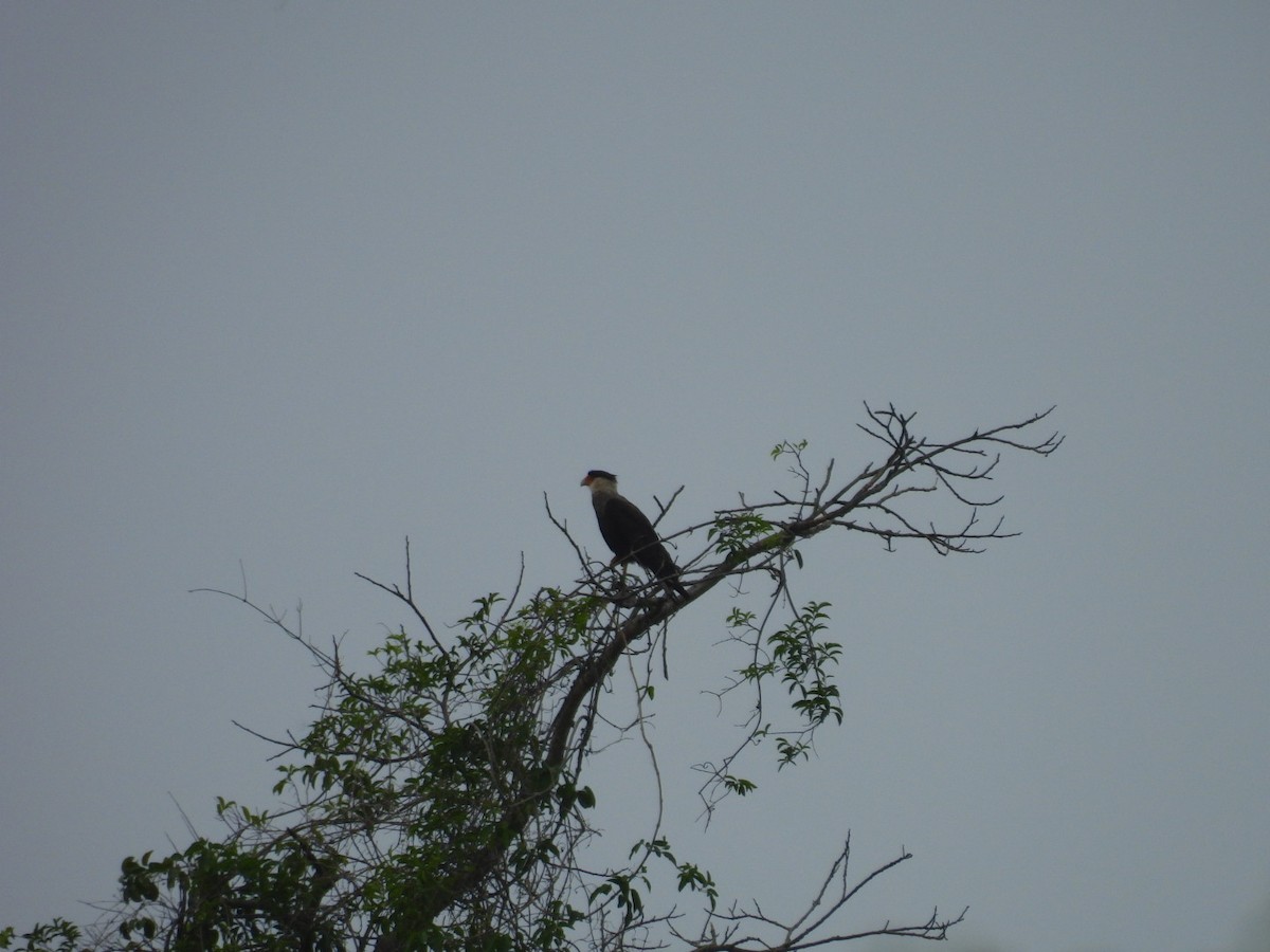 Crested Caracara - ML647126253