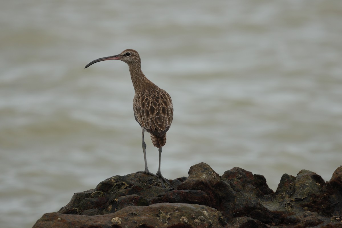 Eurasian Whimbrel - ML647126255