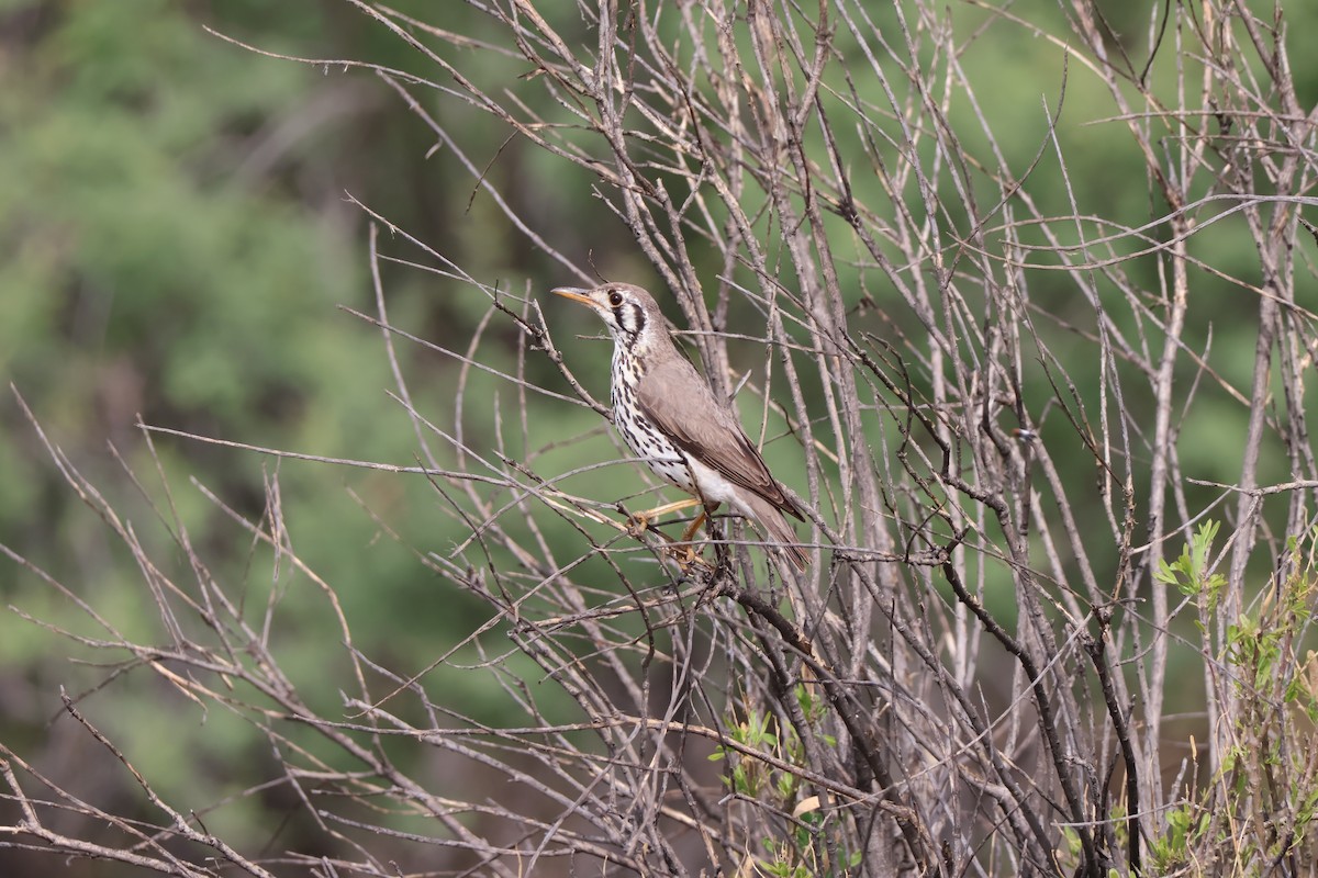 Groundscraper Thrush - ML647126256