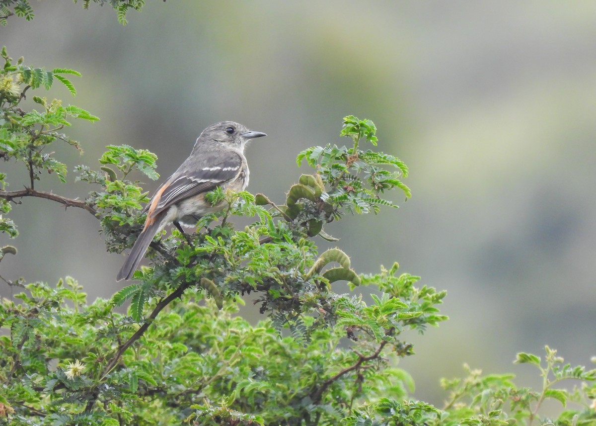 White-winged Black-Tyrant - ML647126257