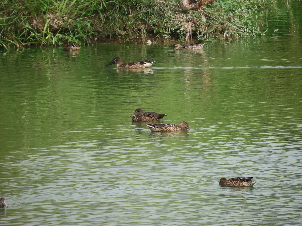 Falcated Duck - ML647126260