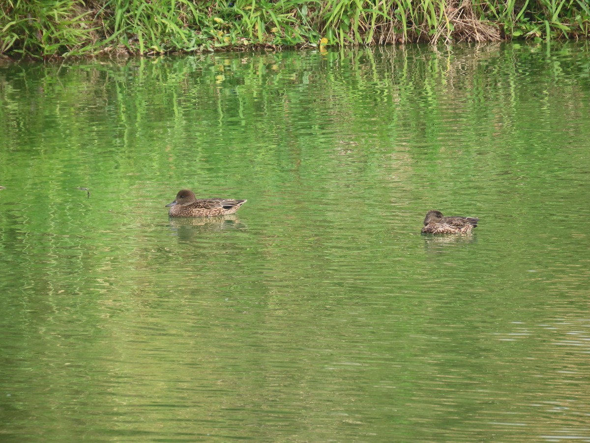 Falcated Duck - ML647126261