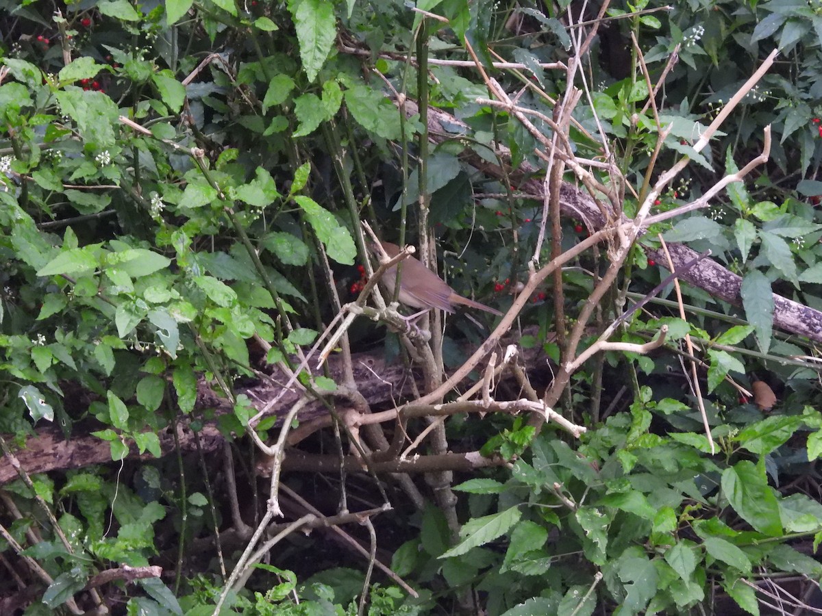 Manchurian Bush Warbler - ML647126262