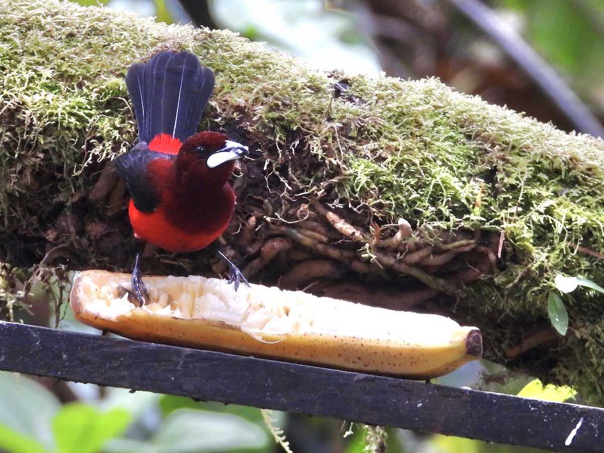 Crimson-backed Tanager - ML647126263