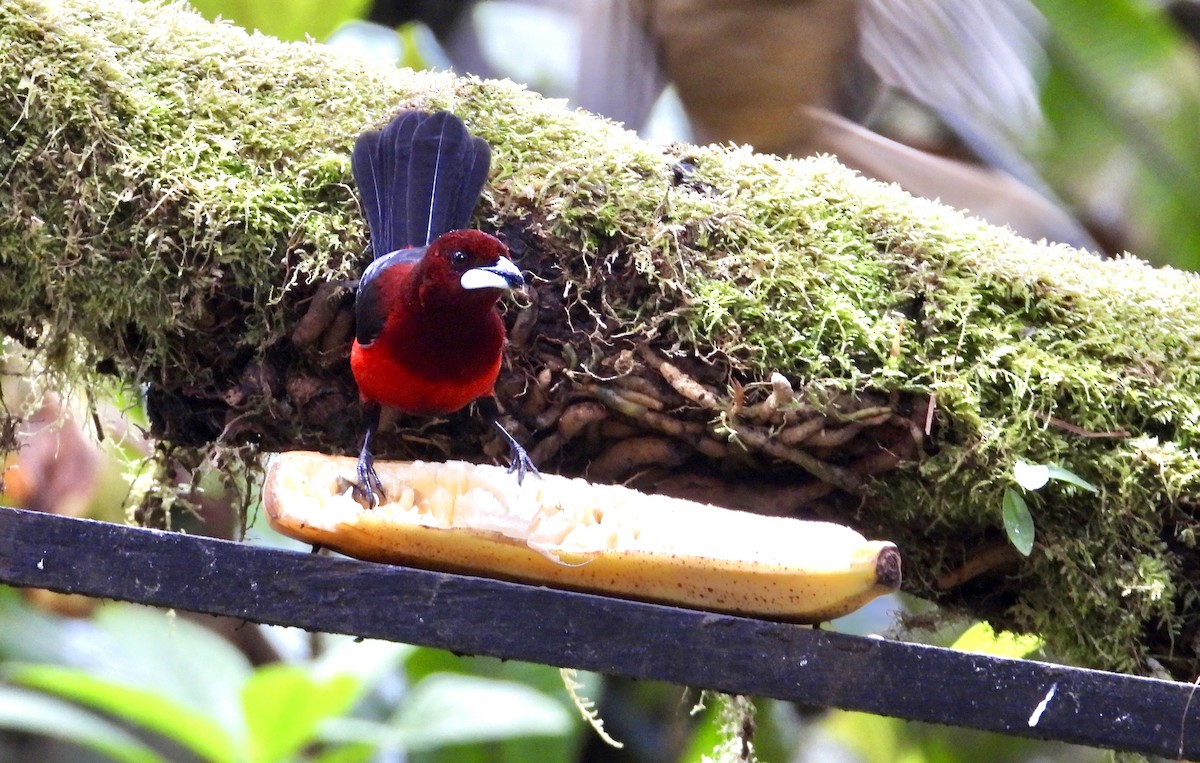 Crimson-backed Tanager - ML647126264